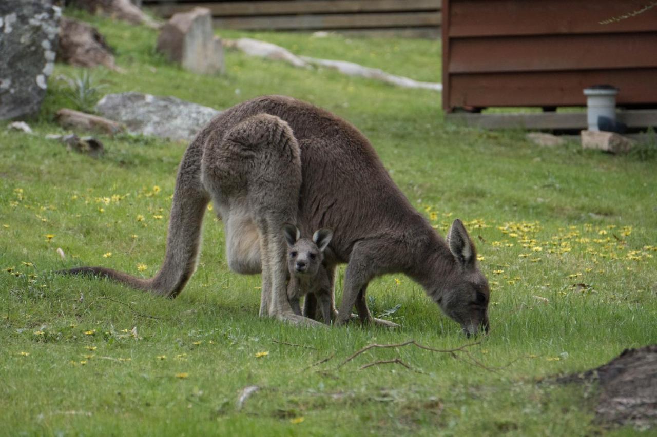 Wonderland Cottages Halls Gap Exteriér fotografie