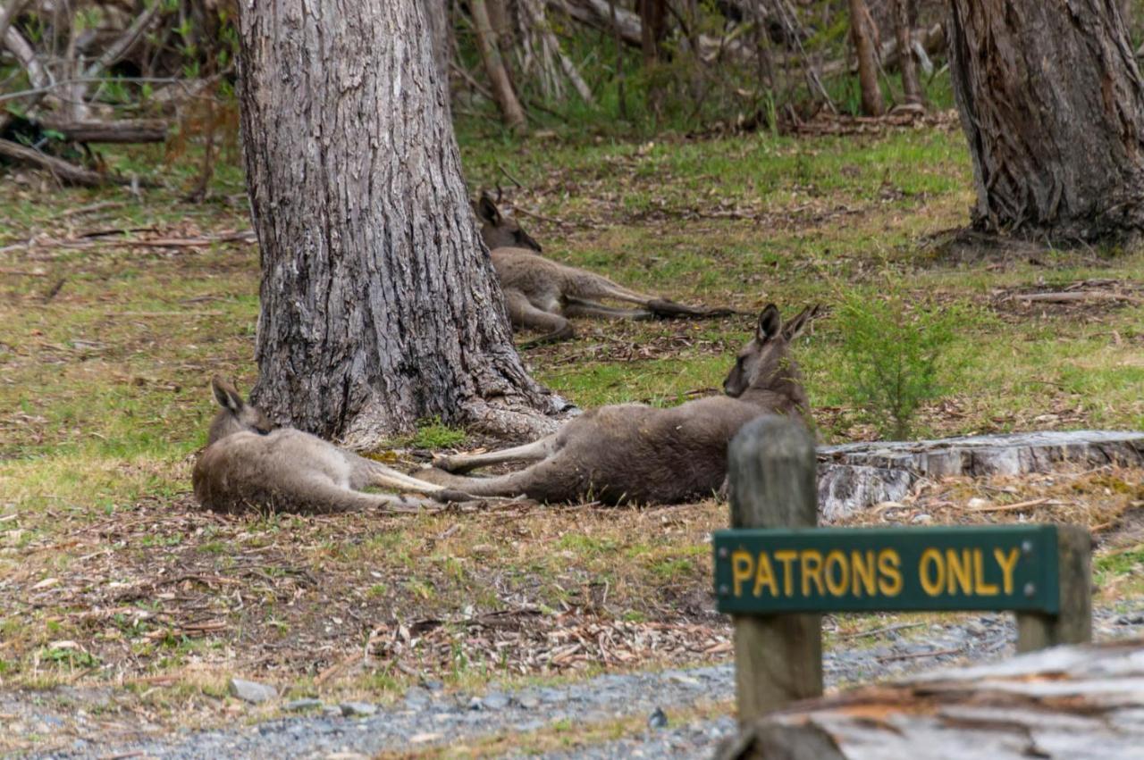 Wonderland Cottages Halls Gap Exteriér fotografie